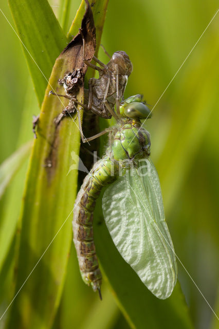 Green Hawker (Aeshna viridis)