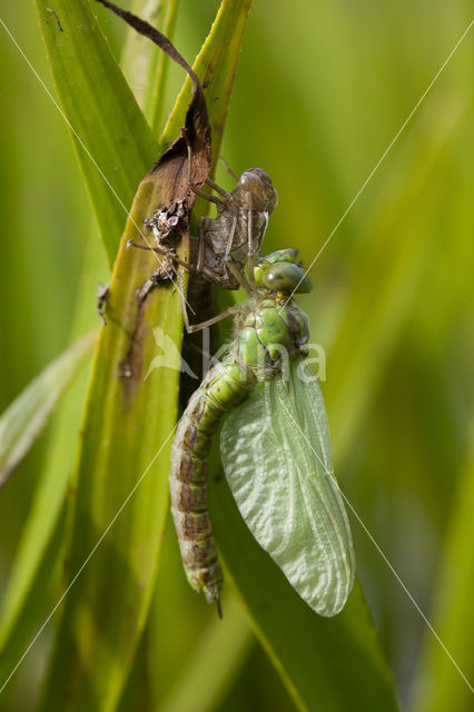 Green Hawker (Aeshna viridis)