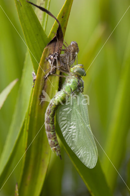 Groene glazenmaker (Aeshna viridis)