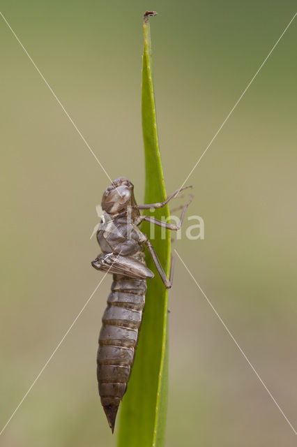 Groene glazenmaker (Aeshna viridis)