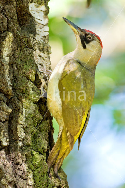 Eurasian Green Woodpecker (Picus viridis)