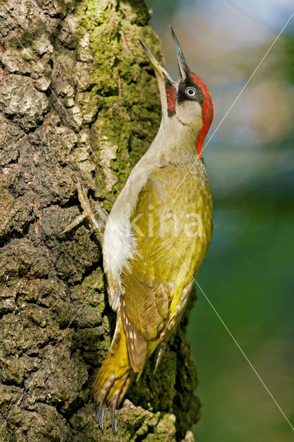Eurasian Green Woodpecker (Picus viridis)