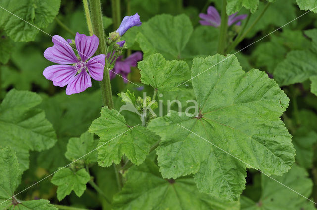 Groot kaasjeskruid (Malva sylvestris)