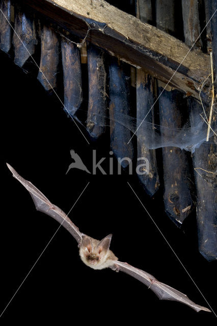 brown big-eared bat (Plecotus auritus)