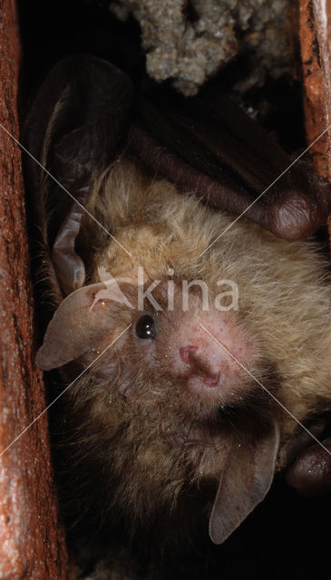 brown big-eared bat (Plecotus auritus)