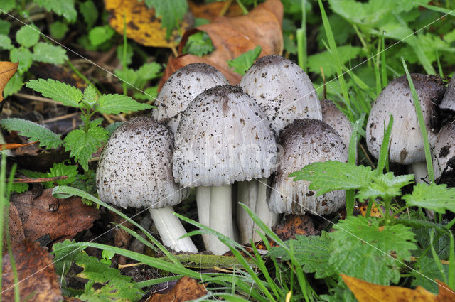 Grote kale inktzwam (Coprinus atramentarius)