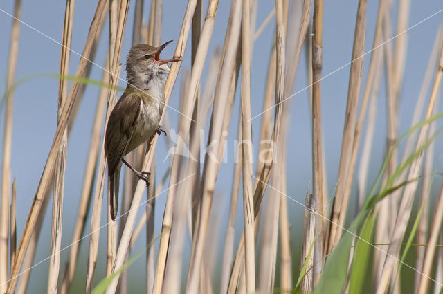 Great Reed-Warbler (Acrocephalus arundinaceus)