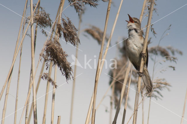 Great Reed-Warbler (Acrocephalus arundinaceus)