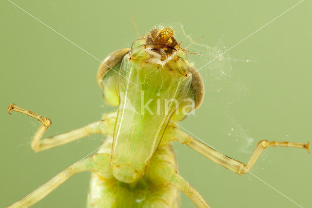 Grote keizerlibel (Anax imperator)