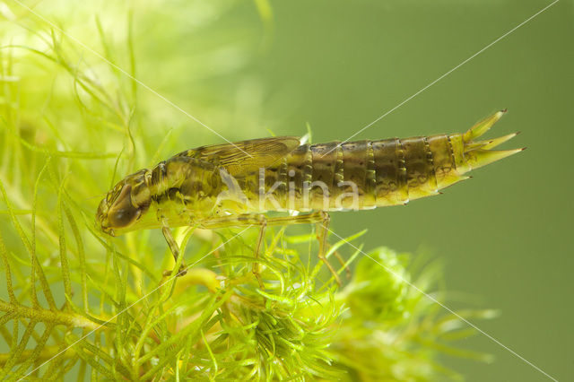 Grote keizerlibel (Anax imperator)