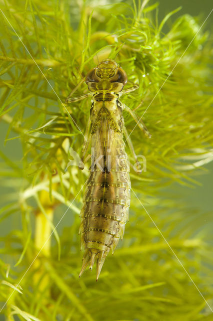 Emperor Dragonfly (Anax imperator)