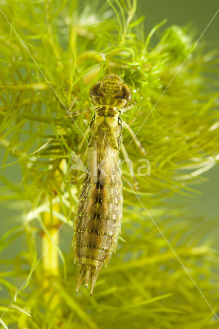 Grote keizerlibel (Anax imperator)