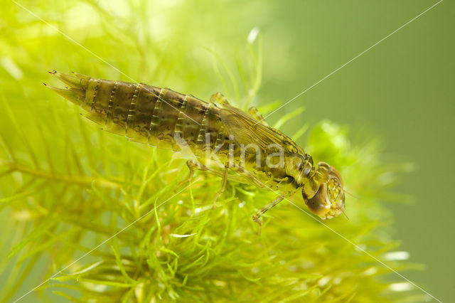 Grote keizerlibel (Anax imperator)