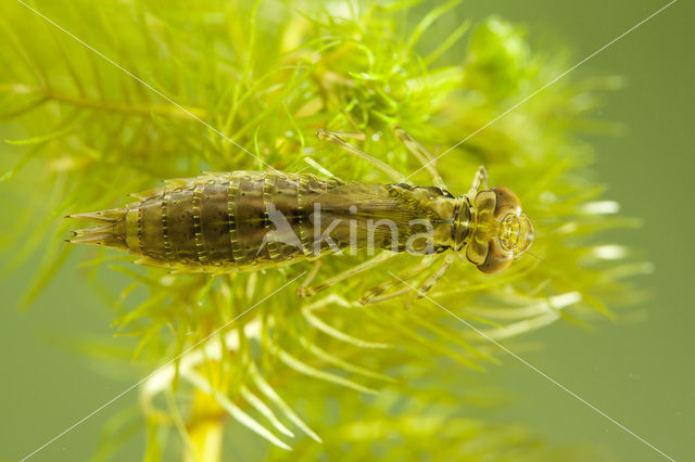 Grote keizerlibel (Anax imperator)