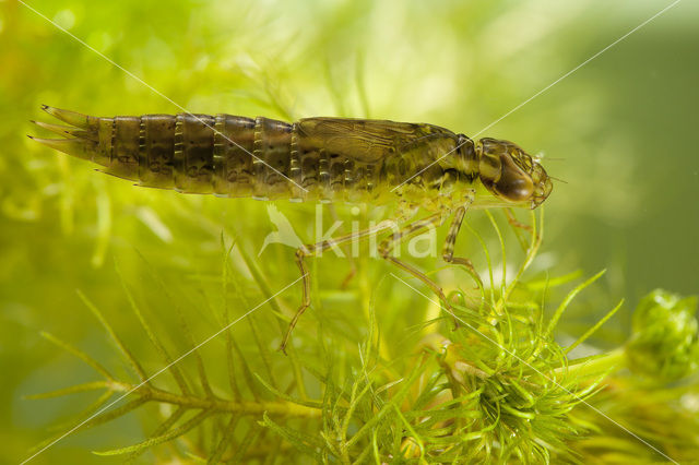 Grote keizerlibel (Anax imperator)