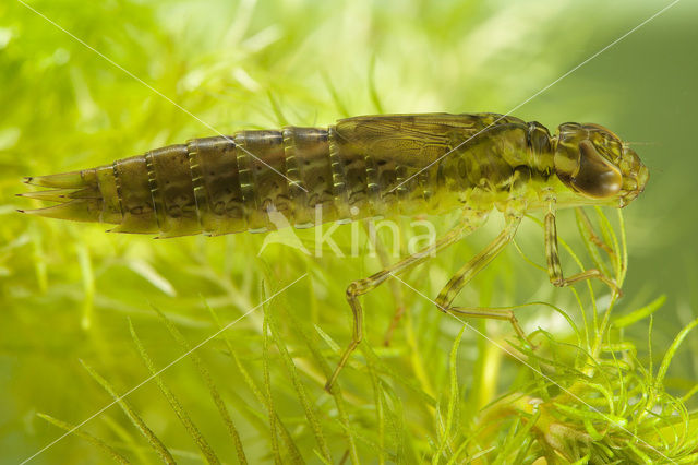 Emperor Dragonfly (Anax imperator)