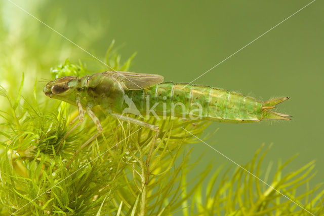 Emperor Dragonfly (Anax imperator)