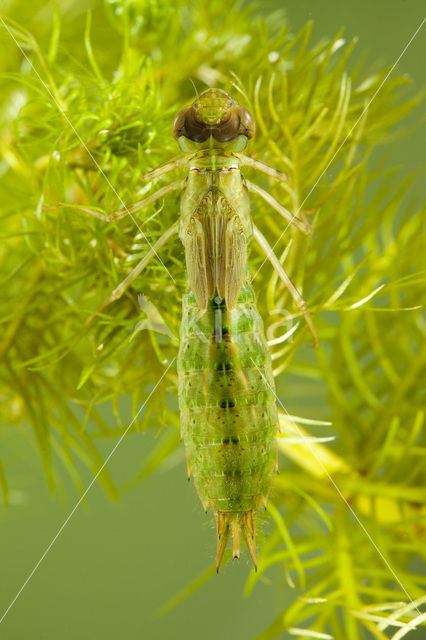 Grote keizerlibel (Anax imperator)