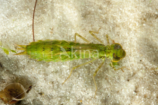 Grote keizerlibel (Anax imperator)