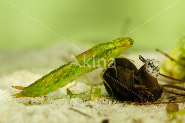Emperor Dragonfly (Anax imperator)