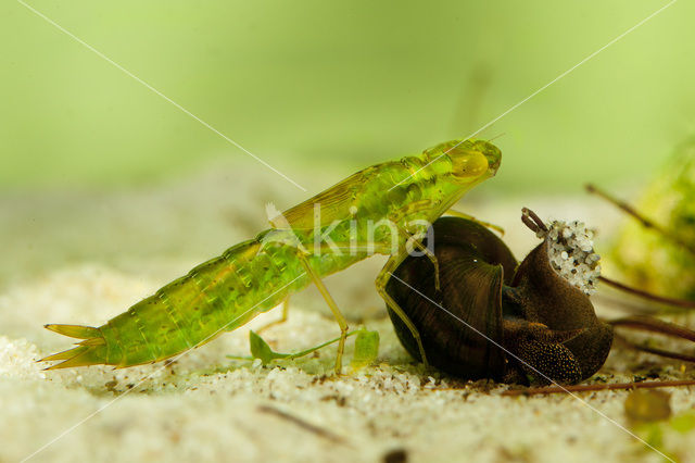 Grote keizerlibel (Anax imperator)