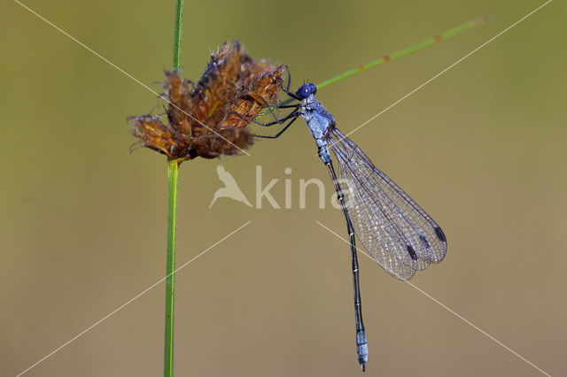 Grote pantserjuffer (Lestes macrostigma)