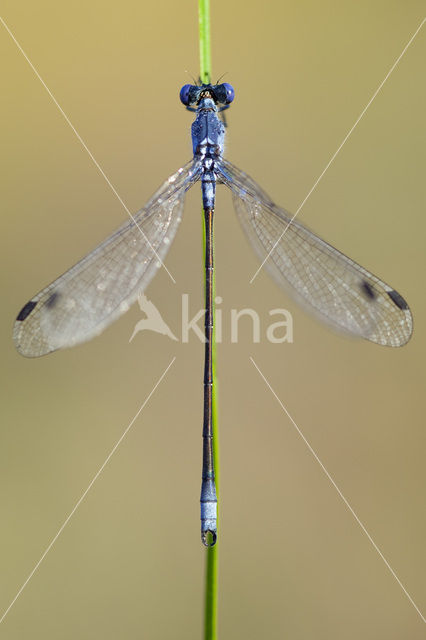 Grote pantserjuffer (Lestes macrostigma)