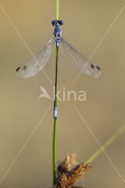 Grote pantserjuffer (Lestes macrostigma)