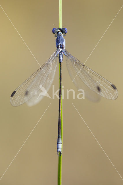 Grote pantserjuffer (Lestes macrostigma)