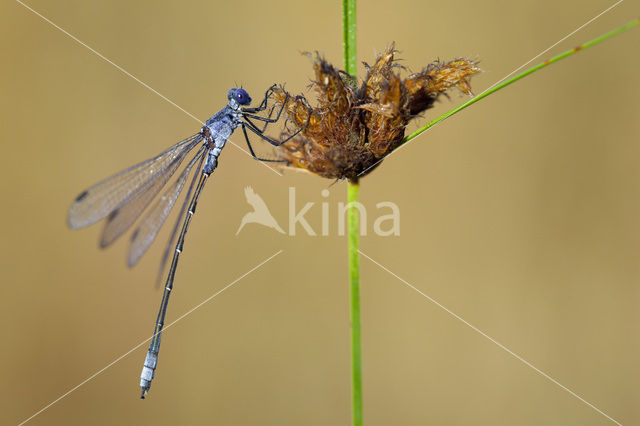 Grote pantserjuffer (Lestes macrostigma)