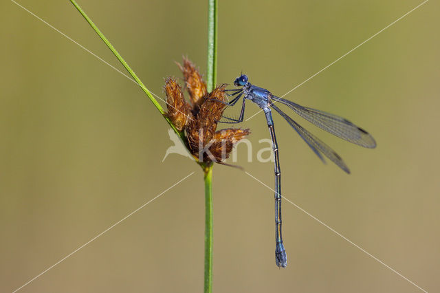 Grote pantserjuffer (Lestes macrostigma)