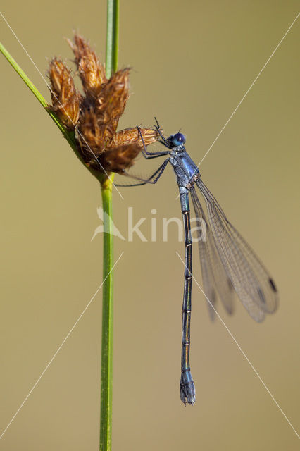 Grote pantserjuffer (Lestes macrostigma)