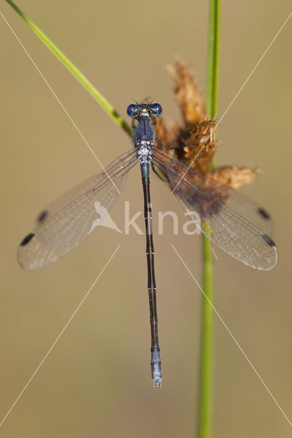 Grote pantserjuffer (Lestes macrostigma)