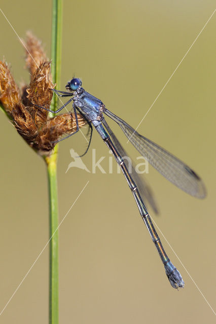 Dark Spreadwing (Lestes macrostigma)