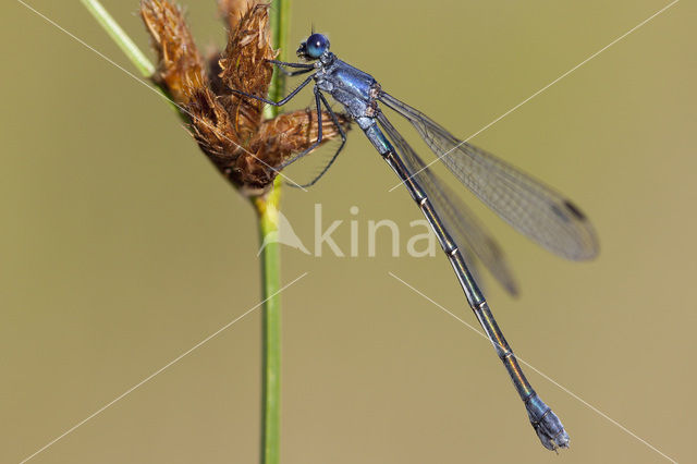 Dark Spreadwing (Lestes macrostigma)