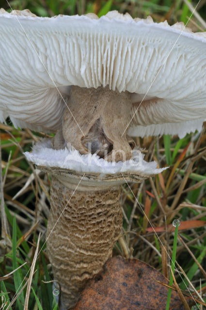 Grote parasolzwam (Macrolepiota procera)