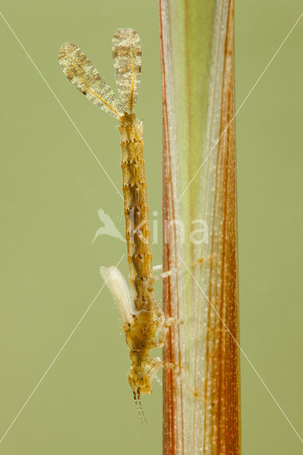 Grote roodoogjuffer (Erythromma najas)