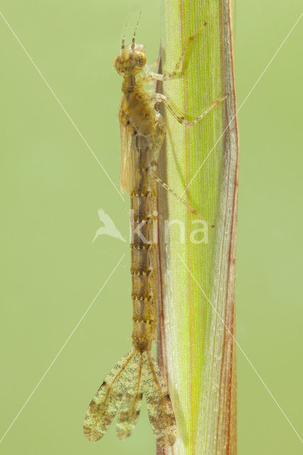 Grote roodoogjuffer (Erythromma najas)