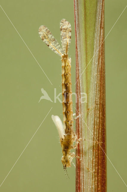 Grote roodoogjuffer (Erythromma najas)