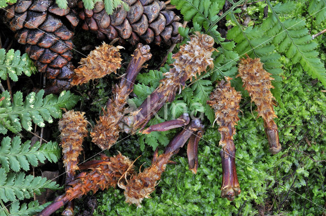 Grove den (Pinus sylvestris)