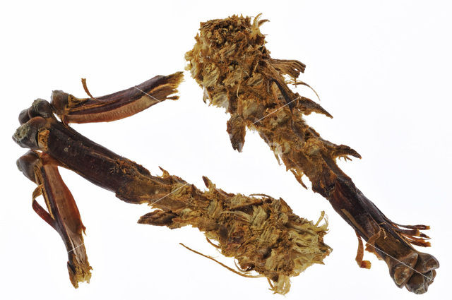 Scots Pine (Pinus sylvestris)