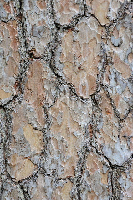 Scots Pine (Pinus sylvestris)