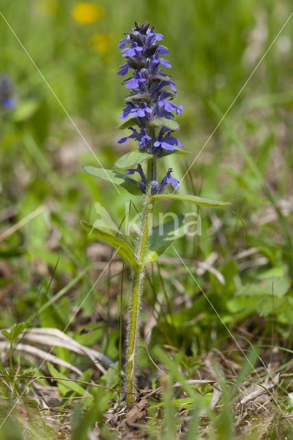 Blue Bugle (Ajuga genevensis)