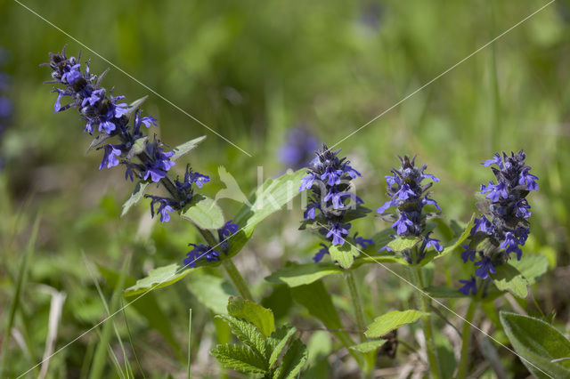 Blue Bugle (Ajuga genevensis)