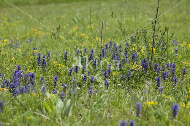 Blue Bugle (Ajuga genevensis)