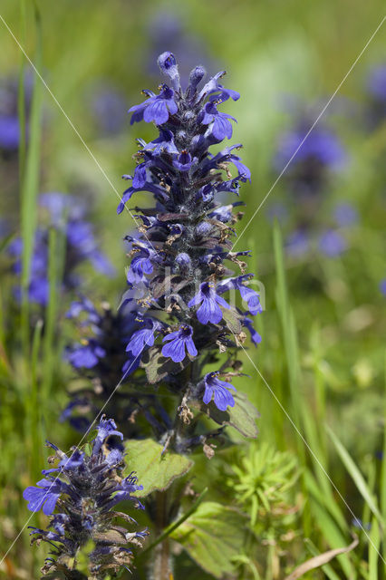 Blue Bugle (Ajuga genevensis)