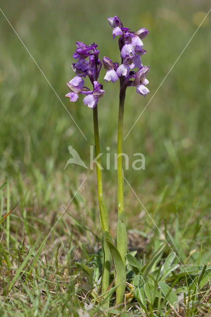 Green-winged Orchid (Anacamptis morio