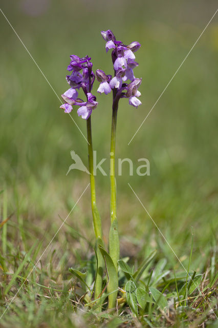 Green-winged Orchid (Anacamptis morio