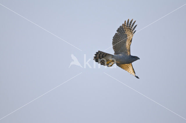 Goshawk (Accipiter gentilis)