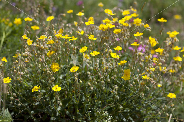 Helianthemum grandiflorum (rode lijst IUCN